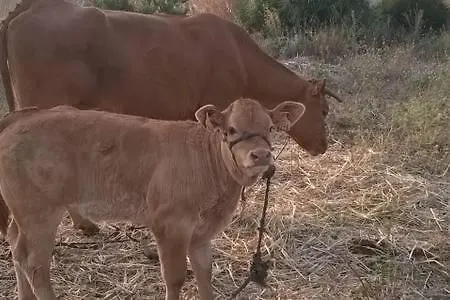 בקתה Casa Rural-granja *